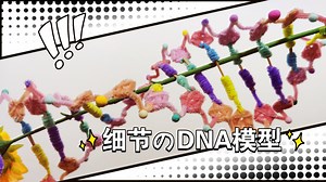 【教程】用扭扭棒制作超细节的DNA模型！简单易学！