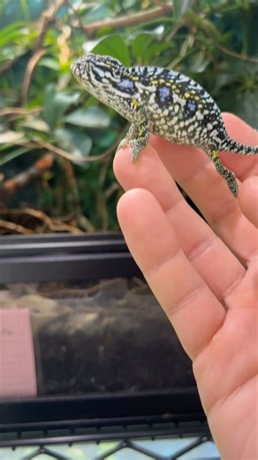 4.9K views · 117 reactions | A beautiful female carpet chameleon (Furcifer lateralis) out for a checkup. #carpetchameleon #chameleon #chameleons_of_instagram #reptiles #rarereptiles #lizards #herpetoculture #livingart | Living Art by Frank Payne | Facebook