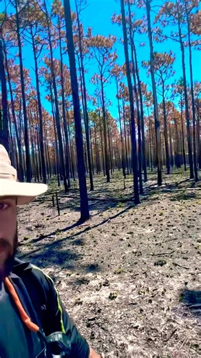 Perscribed Burning At Patsy Pond Leaves A Warzone Behind