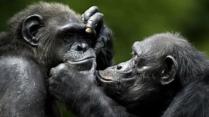 Chimps and bonobos remember friendly faces even after decades apart, study finds