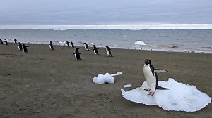 The weird way that penguin poop might be cooling Antarctica