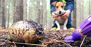 The 'angry' frog screams loudly as soon as people approach it (Video)