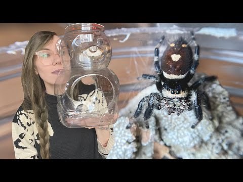 3 EASY DIY JUMPING SPIDER ENCLOSURES (and jumpy rehousings)
