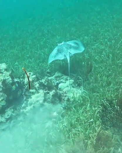 Stingray, pastinaca, on coral reef in Caribbean Sea #stingray #ray #raya #pastinaca #coralreef