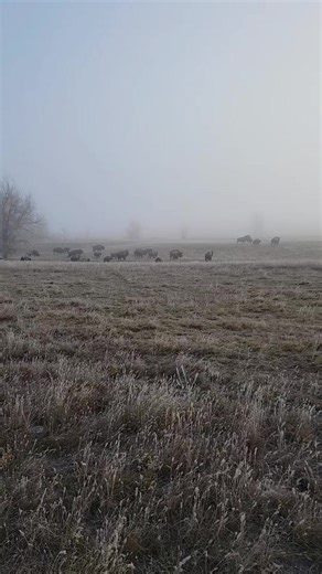 7.1K views · 457 reactions | The bison are loving these cooler temps! #Bison #BisonRanch #Ranch #Animals #Nature #Prairie #SouthDakota | 777 Bison Ranch | Facebook
