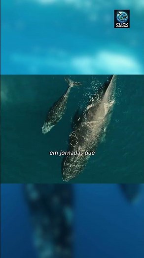 BLUE WHALE: THE LARGEST ANIMAL ON EARTH