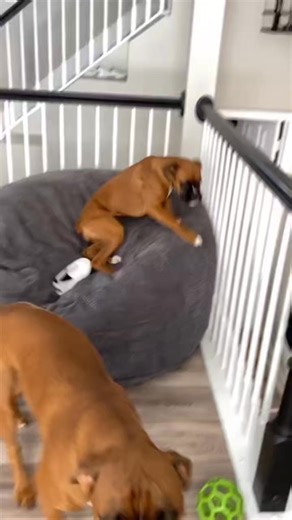 She prefers howling over barking #boxer #dogsofinstagram #dog #badgirl #girl #fblifestyle | Erin Hannah