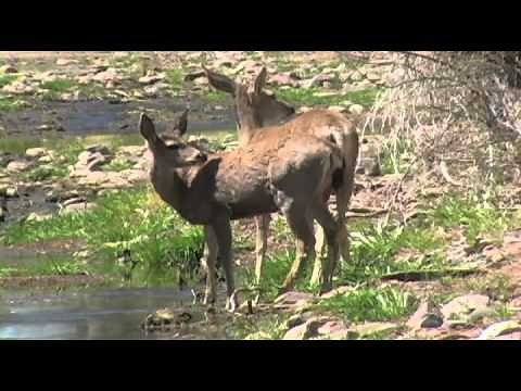 EL PINACATE, Sonora. Mexico