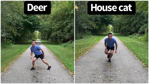 How Animals Might Run If They Were Human