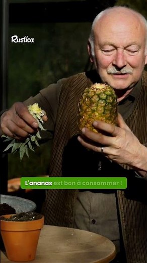 🍍 What if you grew a pineapple at home?
