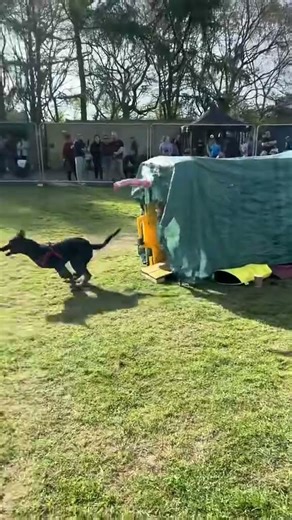 The prodigy at defend and pursue puppy senior #darksideworkingdogs #k9 #short #shorts #fyp