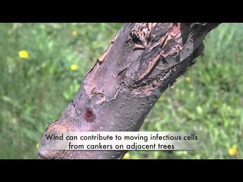 Fire blight and cankers
