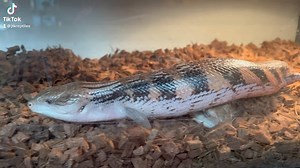 19 reactions · 3 comments | Norther blue tongue skinks. Live birth. Mom still giving birth to more baby’s. #reptilesofig #lizardsofinsta #northern #blue #togue #skinks #fyp #trending #viral #reelsinstagram #video #giving #birth #animal #reptile #lizards #followers #jtkreptiles | JTK Reptiles | Facebook
