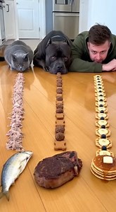 Who eats faster? 🐶🐱🧔 | Bloom Pets