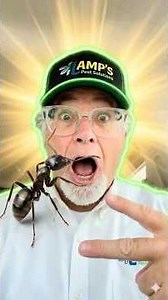 Giant Ant Invasion?! The 3 Things You MUST Know Right Now! 🐜😲