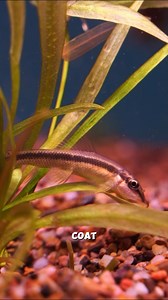 26K views · 226 reactions | Chinese Algae Eater's go great with fast moving fish!  #chinesealgaeeater #AquariumPlants #aquarium #aquariumfish #aquascaping | Nature Pets & Aquariums | Facebook