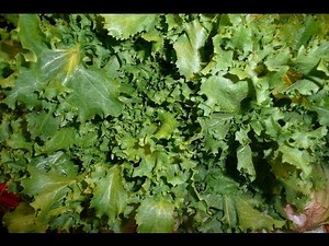 How To Juice Chicory Recipe