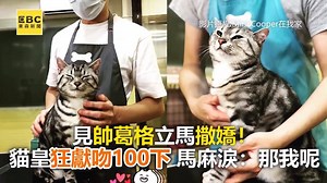 334K views · 1.7K reactions | 見帥葛格立馬撒嬌！貓皇狂獻吻100下 馬麻淚：那我呢 #麻花編：小編好想當那隻貓QQ (誤 ●白目爸「虎拳」惹怒貓皇！下一秒遭怒咬 慘叫求饒：對不起 https://news.ebc.net.tw/News/living/126002 最新藝人八卦動態快追蹤【東森娛樂IG】https://bit.ly/2VAqzOt 影片授權：Mini Cooper在我家 IG：https://bit.ly/2VUcxr0 #貓咪 #美容院 #洗澡 #談戀愛 #獻吻 | 東森娛樂 | Facebook