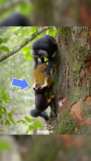 Macaques SLAP Squirrel 🐿️