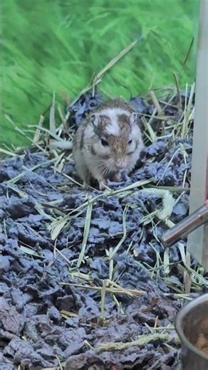 A Mongolian Gerbil