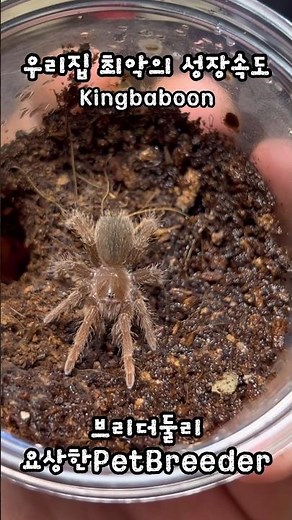 우리집 최악의 성장속도를 보여주는 킹바분 | King baboon tarantula