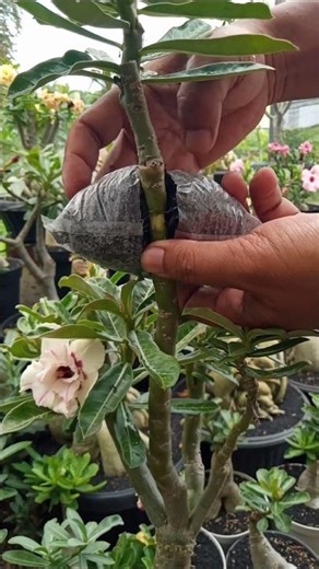 How to Easily Propagate Adenium