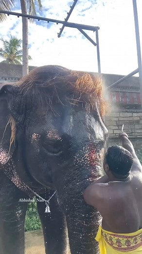 The Bond between Elephant and Mahout ❤️ | Life Today Assam
