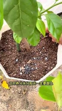 Fastest Way to Grow Your Bougainvillea from Seedling to Bountiful Bush
