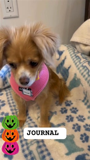 Muttville's newest mutts are all treats! | Muttville Senior Dog Rescue