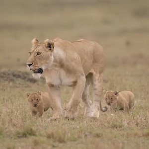 1.7M views · 653 reactions | Happy #WorldLionDay 女 ❤️ | Discovery Channel UK | Facebook