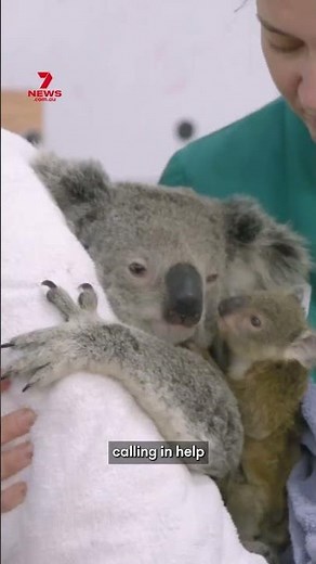 Nelly and Nuts reunited on Save the Koala Day