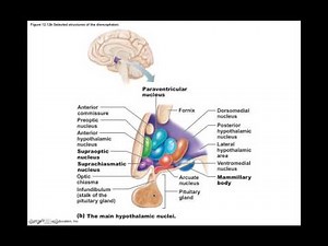 Chapter 12.3 Diencephalon BIO201