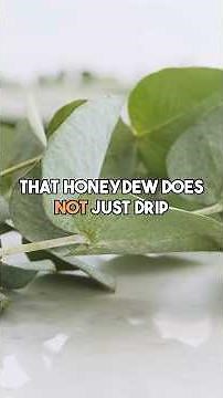 Lerp Psyllids: Tiny Insects Build Sugar Armor