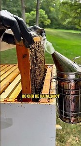 Почему пчеловод использует этот дымарь на улье?