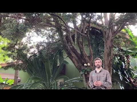 Podocarpus macrophyllus