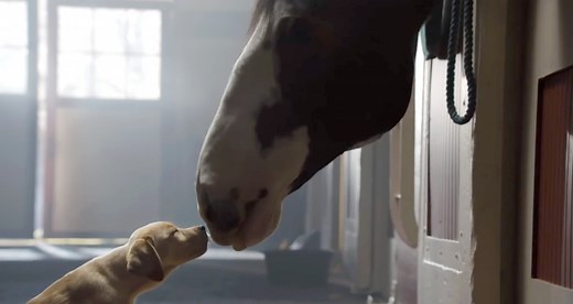 Budweiser’s Best Clydesdale Horses Super Bowl Commercials – WATCH NOW!