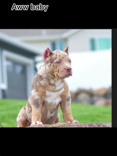 My baby already got all my love ❤#XXL #pitbull