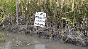 CSIR-SRI introduces SAWAH technology to boost rice production - MyJoyOnline