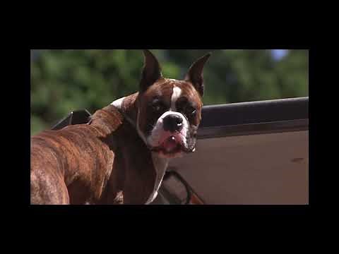 homeward bound two lost in San Francisco final battle ￼