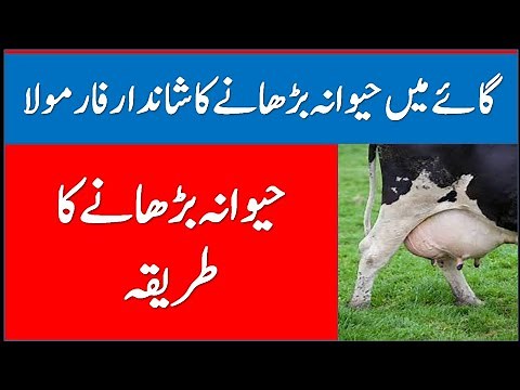 Udder Growth Formula in Cattle |Udder Development Formula| How to increase udder in cow