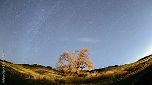 Night Time lapse of star trails and clouds over a valley oak tree near Ojai, California.