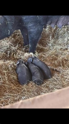 We had a surprise when our pig birthed her piglets while we were doing chores. We weren’t expecting them for a few weeks so we weren’t fully prepared. #pigletsoftiktok #thislittlepiggy #robbinsfamilyfarm