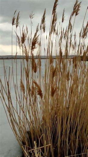 #Озеро зима