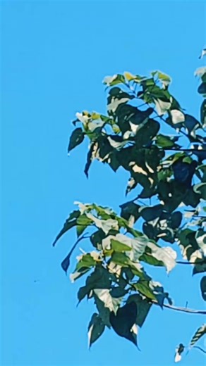 Helicopter zoom #helicopter #ultrazoom #helicoptershort #viral #short