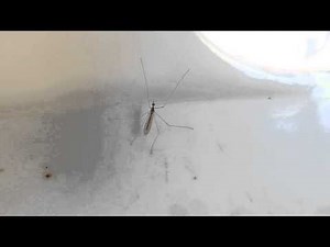 Mosquito bailarin - dancing fly - tipúlidos (Tipulidae) - crane fly dancing