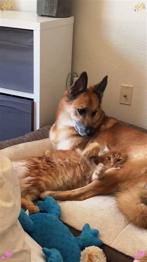 Cats and dogs are best friends.#dog #doglover #dogsof #fyp #cat