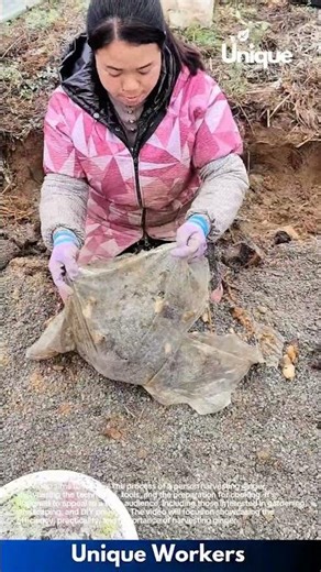 Harvesting ginger: a modern gardening method