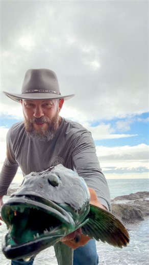 Have you EVER seen this neon blue fish? Fluorescent Lingcod… caught from the shore. 🙌🏼✨