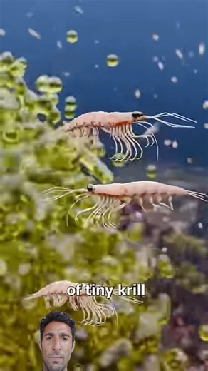 Why Whale Pee Is So Important