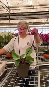 276K views · 39K reactions | Nossos Basics coração na perfeição by Ivania… Ela sempre arrasando  Exclusividade Marcelo Almeida ®️ #marceloalmeida®️ #selodeautenticidademarceloalmeida ®️ #aquitemmarceloalmeida #floresqueencantam #decordeinteriores #interioresdesign #floreseplantas #orquideas | Marcelo Almeida Orquídeas | Facebook